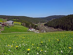 Loewenzahnbluete in Tennenbronn