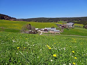 Loewenzahnbluete in Tennenbronn