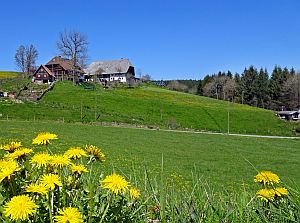 Loewenzahnbluete in Tennenbronn