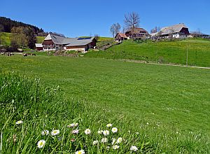Loewenzahnbluete in Tennenbronn