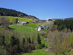 Loewenzahnbluete in Tennenbronn