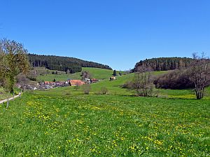 Loewenzahnbluete in Tennenbronn