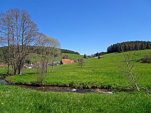 Loewenzahnbluete in Tennenbronn