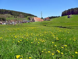 Loewenzahnbluete in Tennenbronn