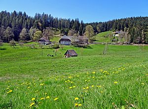 Loewenzahnbluete in Tennenbronn