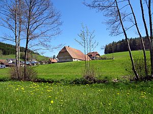 Loewenzahnbluete in Tennenbronn