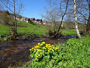 Loewenzahnbluete in Tennenbronn