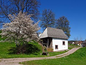 Loewenzahnbluete in Tennenbronn