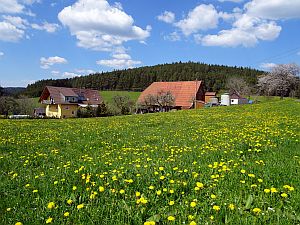 Loewenzahnbluete in Tennenbronn