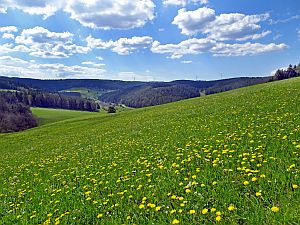Loewenzahnbluete in Tennenbronn