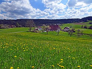 Loewenzahnbluete in Tennenbronn