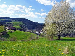 Loewenzahnbluete in Tennenbronn