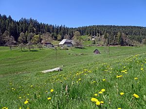 Loewenzahnbluete in Tennenbronn