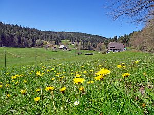 Loewenzahnbluete in Tennenbronn