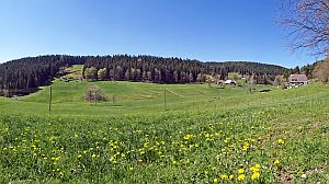 Loewenzahnbluete in Tennenbronn