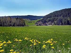 Loewenzahnbluete in Tennenbronn