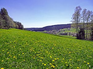 Loewenzahnbluete in Tennenbronn