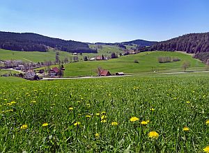 Loewenzahnbluete in Tennenbronn