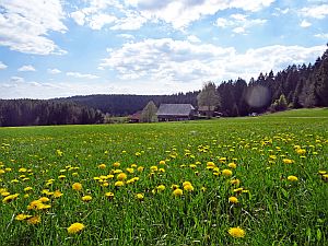 Loewenzahnbluete in Tennenbronn