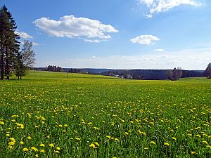 Loewenzahnbluete in Tennenbronn
