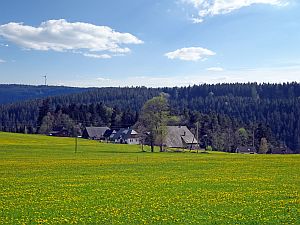 Loewenzahnbluete in Tennenbronn