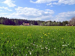 Loewenzahnbluete in Tennenbronn