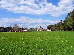 Loewenzahnbluete in Tennenbronn