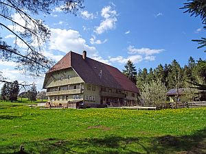 Loewenzahnbluete in Tennenbronn
