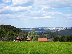 Loewenzahnbluete in Tennenbronn