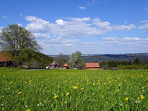 Loewenzahnbluete in Tennenbronn