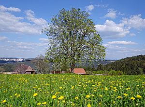 Loewenzahnbluete in Tennenbronn