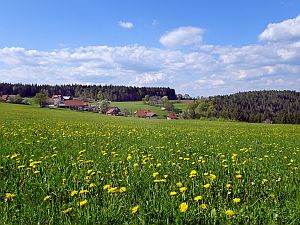 Loewenzahnbluete in Tennenbronn