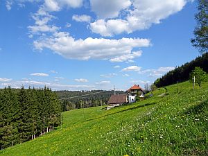 Loewenzahnbluete in Tennenbronn