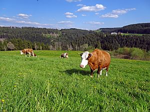 Loewenzahnbluete in Tennenbronn