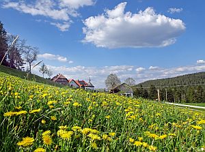 Loewenzahnbluete in Tennenbronn