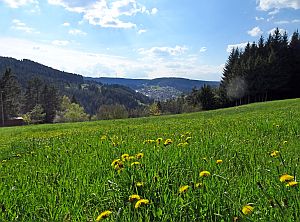 Loewenzahnbluete in Tennenbronn