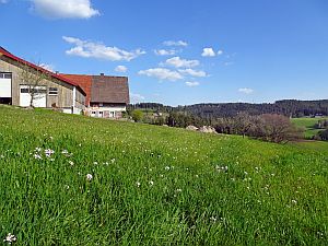 Loewenzahnbluete in Tennenbronn