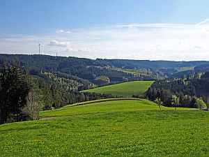 Loewenzahnbluete in Tennenbronn