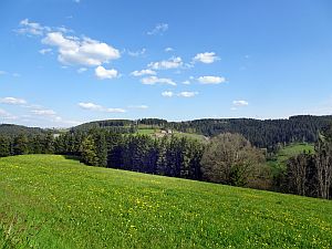 Loewenzahnbluete in Tennenbronn