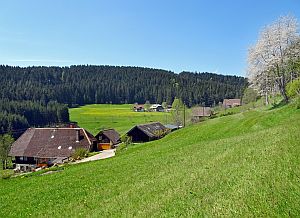 Loewenzahnbluete in Tennenbronn