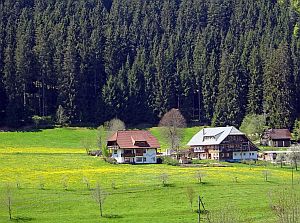 Loewenzahnbluete in Tennenbronn