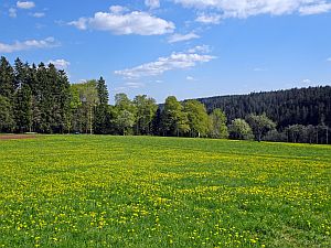 Loewenzahnbluete in Tennenbronn