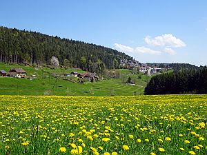 Loewenzahnbluete in Tennenbronn