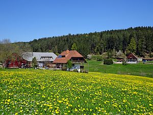 Loewenzahnbluete in Tennenbronn