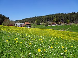 Loewenzahnbluete in Tennenbronn