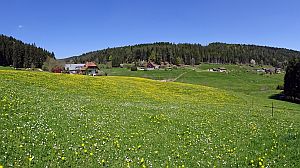 Loewenzahnbluete in Tennenbronn