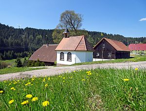 Loewenzahnbluete in Tennenbronn