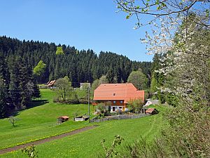 Loewenzahnbluete in Tennenbronn