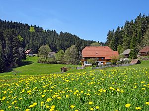 Loewenzahnbluete in Tennenbronn