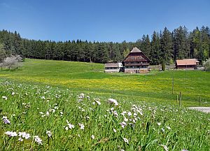 Loewenzahnbluete in Tennenbronn